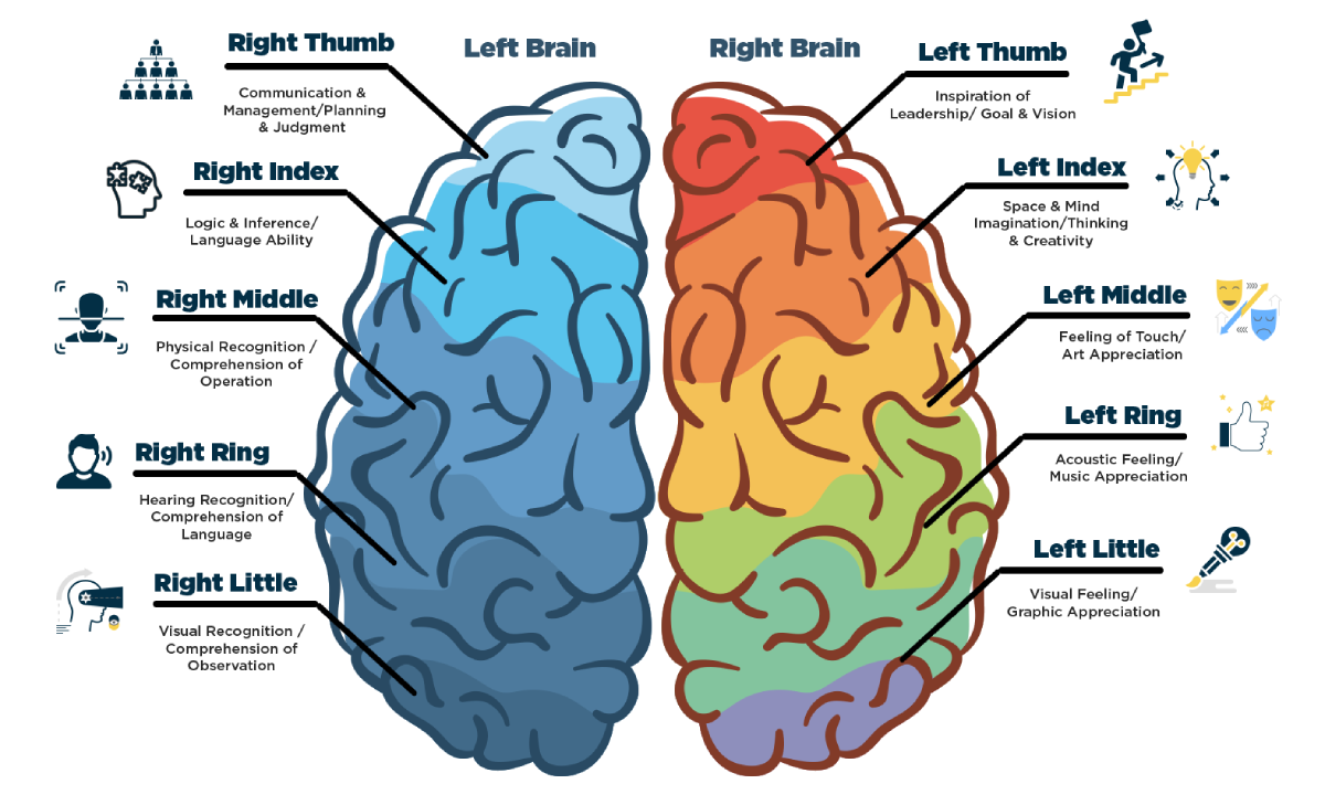 brain-1